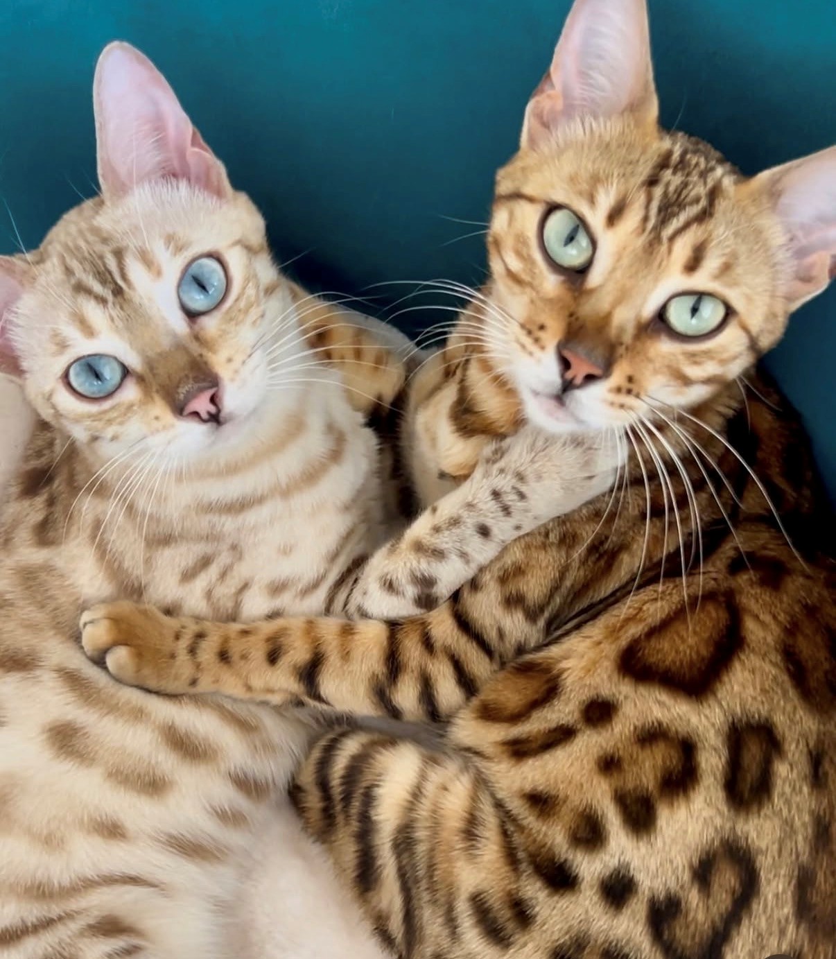 Bengalkatze im Familienalltag