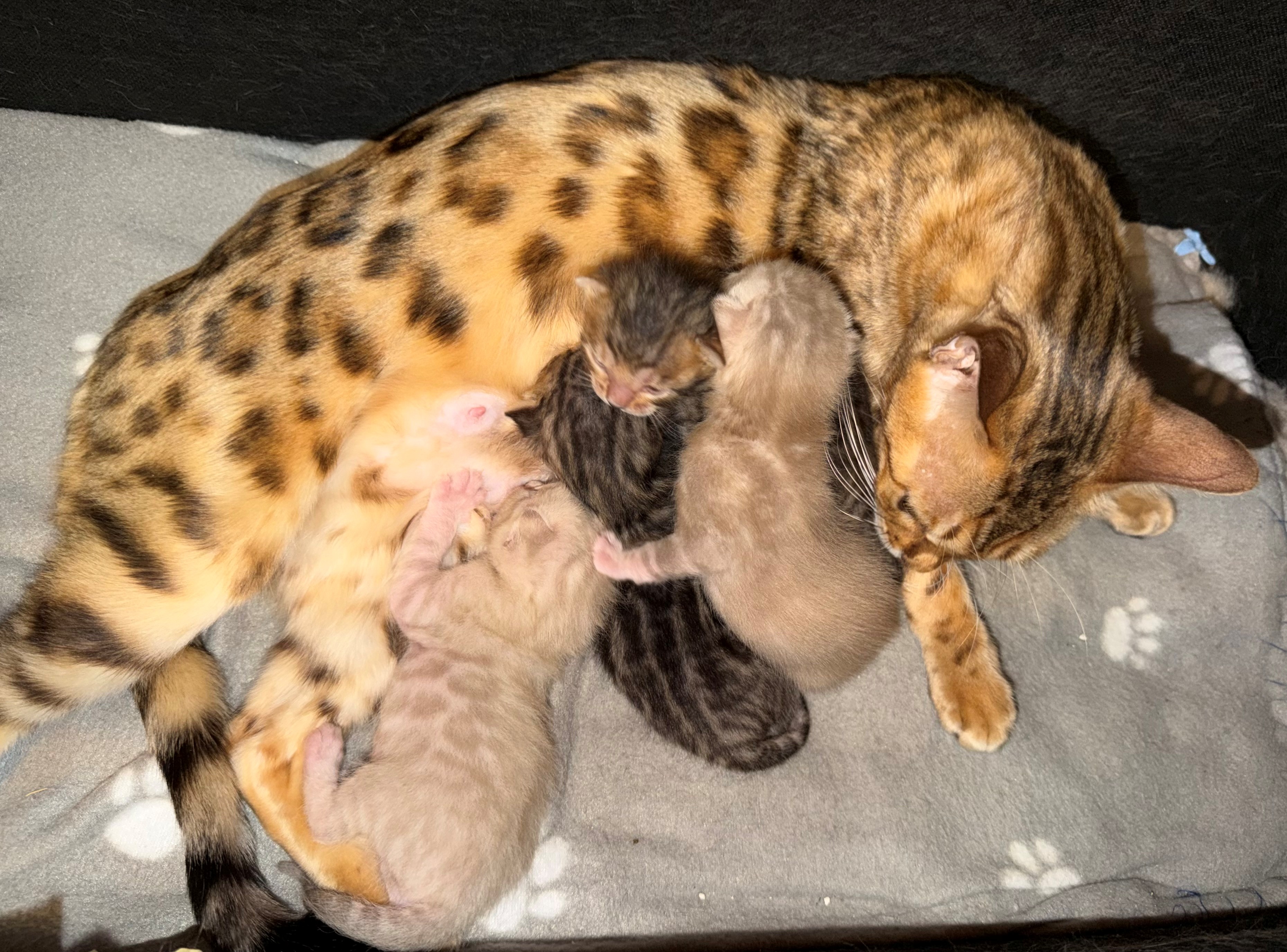 Bengal im Garten
